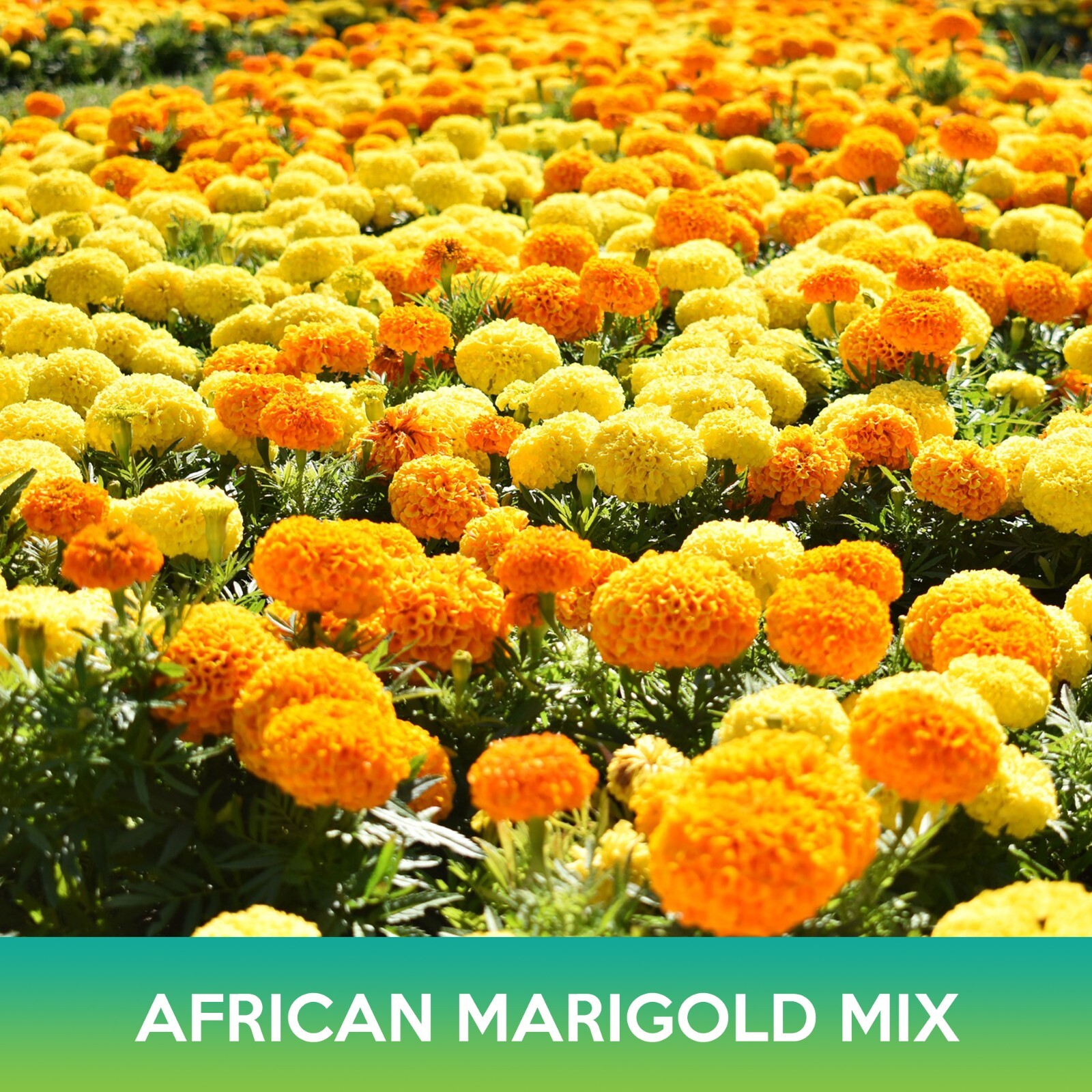 African Marigold Flower Mix Seeds, Tagetes erecta, Combined Shipping