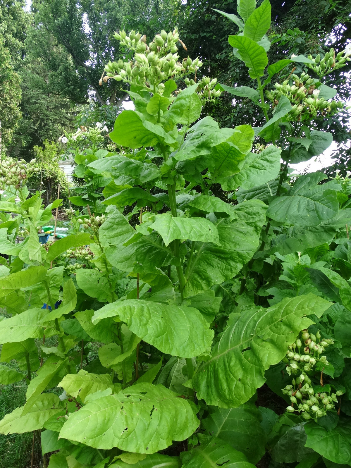 Black Mammoth Tobacco 1000+ Seeds Snuss Snuff Chew Pipe Cigarettes 2023 Crop