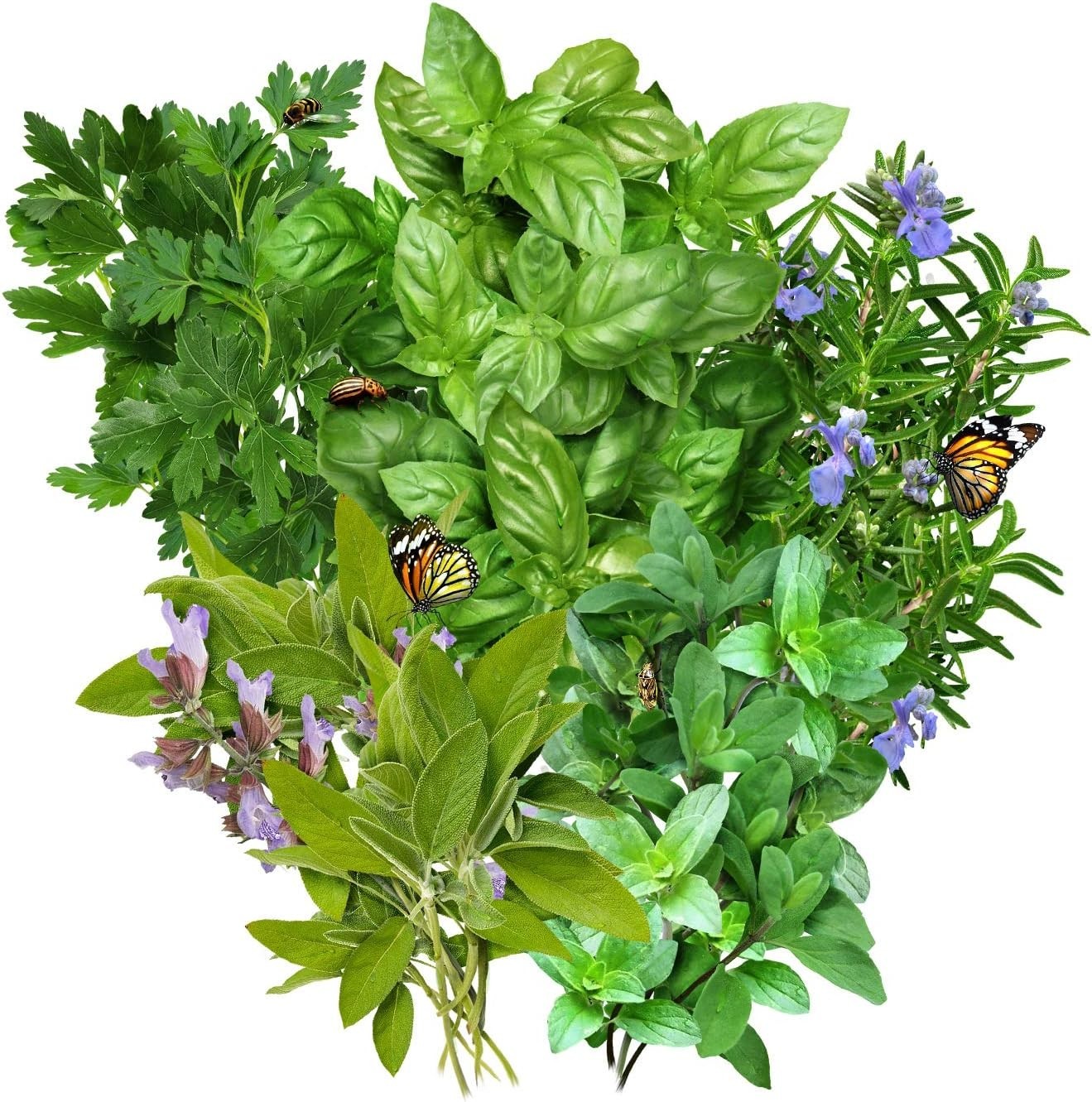 Grow Your Own Heirloom Indoor Herb Garden with 5 Fresh Non-GMO Seed Varieties