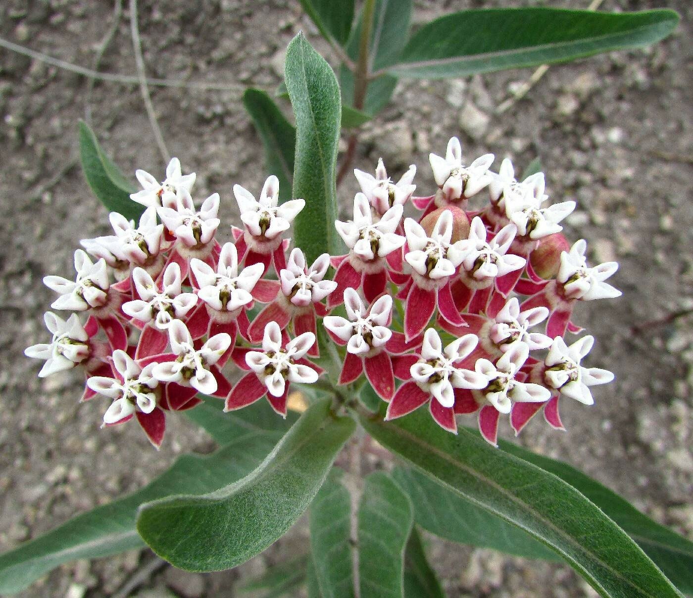 Asclepias hallii | Purple Silkweed | Halls milkweed | 5_Seeds
