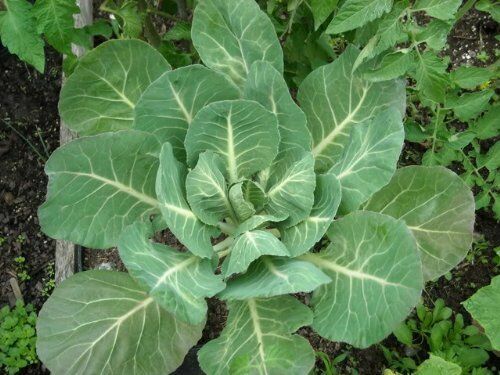 500 Georgia Southern COLLARD Seeds Heirloom – Non-GMO – Always Fresh Seeds!