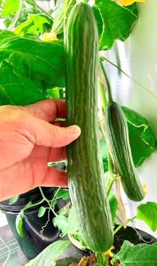 – English Telegraph Improved Burpless Cucumber (English Cucumber) 30+ Count