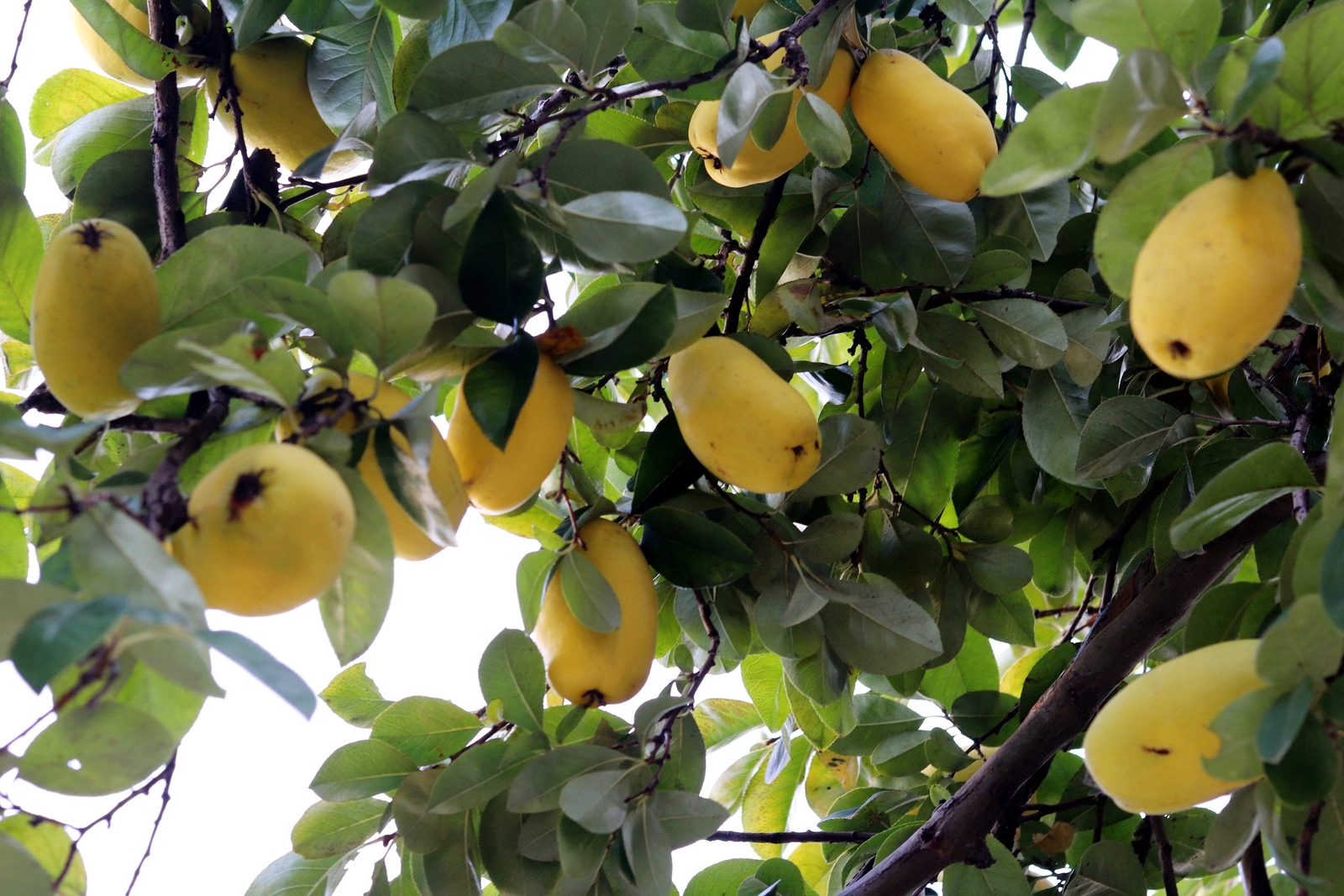20 CHINESE QUINCE FRUIT TREE Chaenomeles Sinensis Fruit Flower Seeds Thornless
