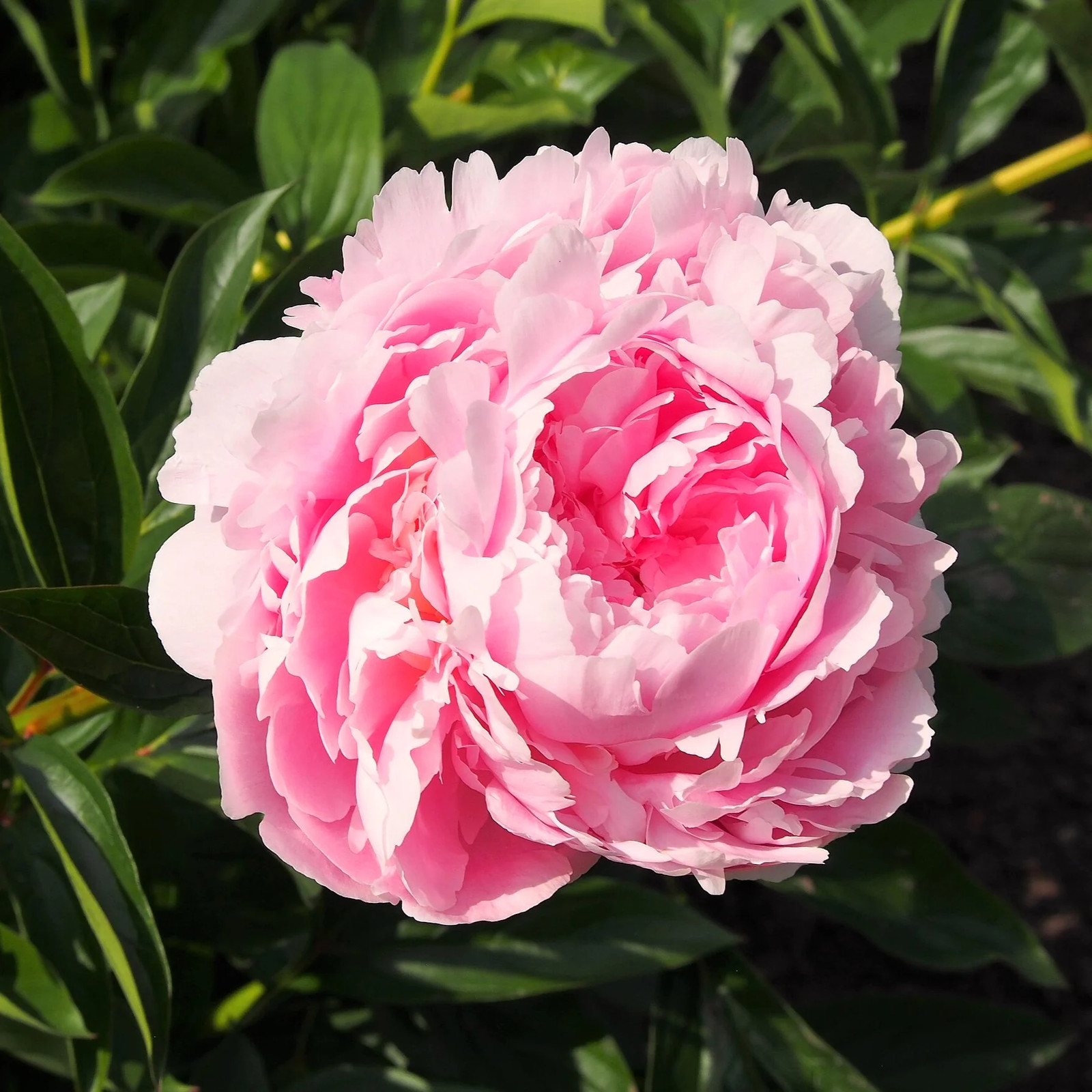 Chinese Peony Seeds – For 2026 Planting Paeonia Lactiflora Mudan Hua Bai Shao