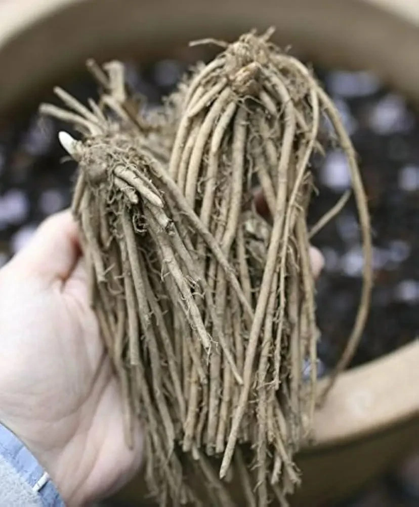 12 Asparagus Crowns “Mary Washington” 2 Yr(Pack of 12 Bare Root Plants)Zone 3-8