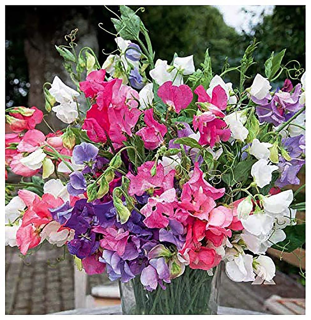 Sweet Pea Mixed Seeds – Dwarf Variety, 65 Seeds for Colorful Garden Blooms