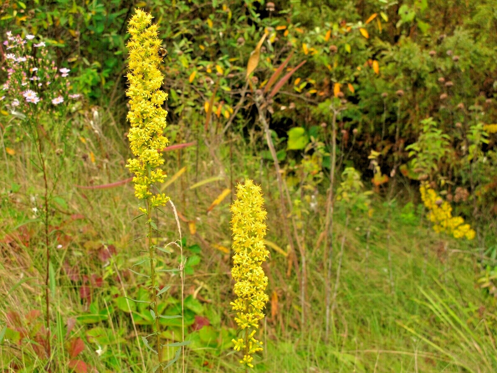 101+SHOWY GOLDENROD Seeds Perennial Native Wildflower Pollinators Autumn Flowers