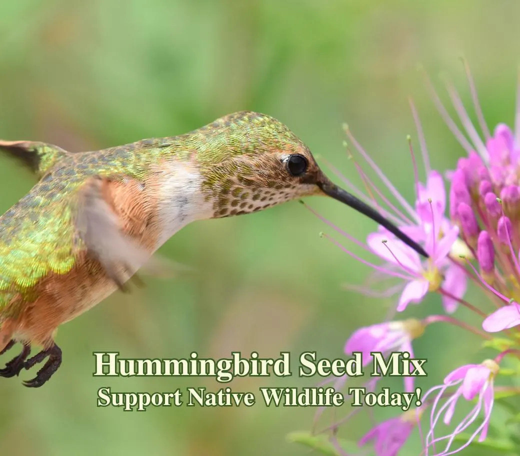 Hummingbird Seed Mix for Hummingbirds Native Wildflower Seed Mix Attract Humming
