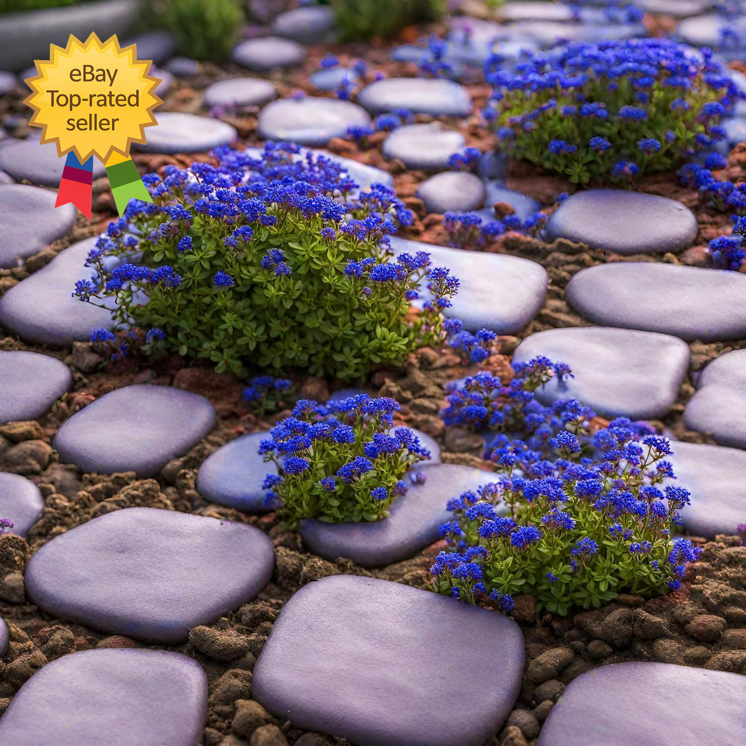 20000+ Magic Blue Creeping Thyme Seeds for Planting Ground Cover Plants Brown