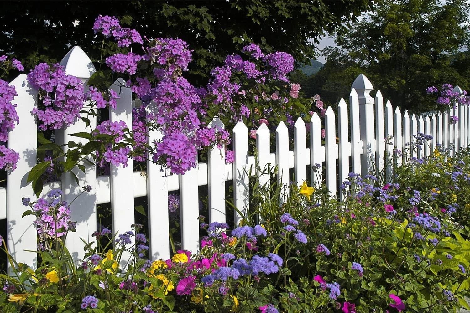 10000+ Perennial Mix Wildflower Seeds 16 Assorted of Heirloom Flower -1oz