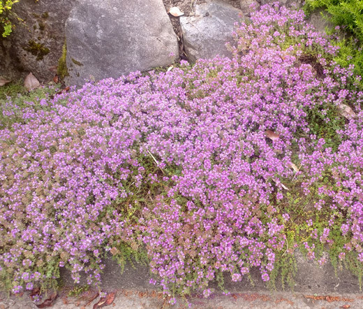 CREEPING THYME DWARF Thymus Serpyllum Ground Cover – 10,000 Bulk Seeds