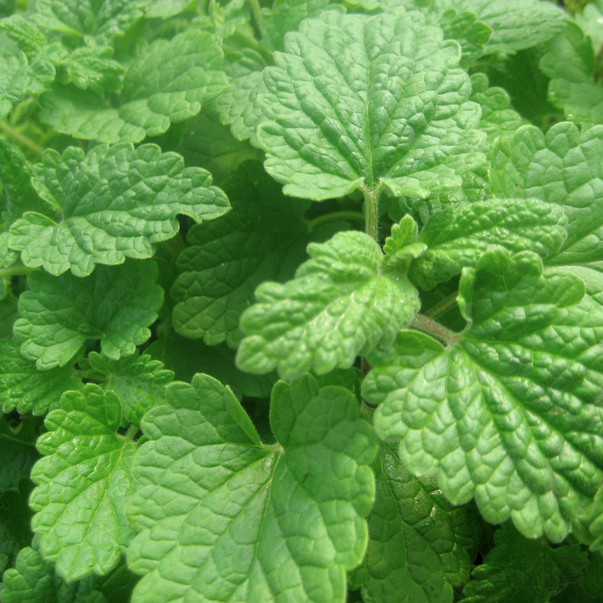 Lemon Catnip Seeds | Heirloom – Non-GMO | Free Shipping | Herb Seeds | 1165