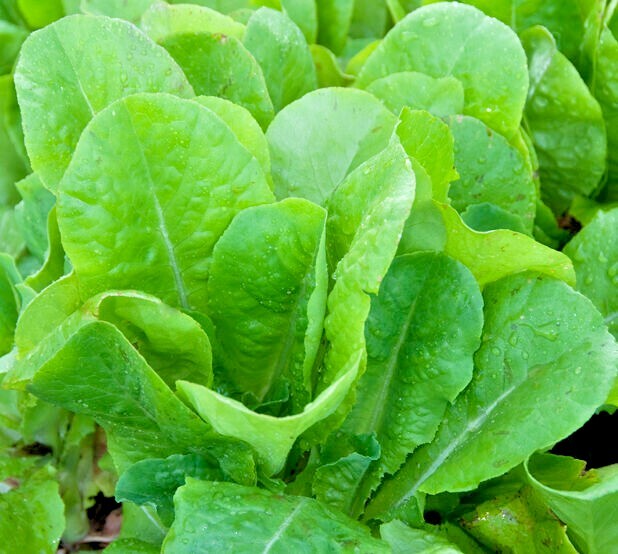 600+BIB BUTTERCRUNCH Lettuce Seeds Organic Vegetable Garden Container Fast Easy