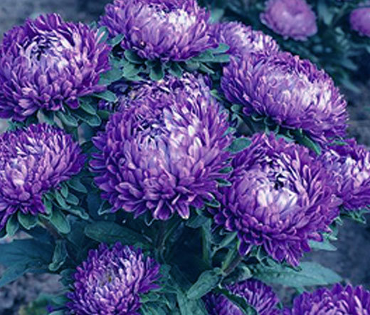 ASTER DWARF MILADY BLUE Callistephus Chinensis – 100 Bulk Seeds