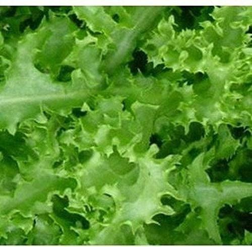 Endive Green Curled Ruffec Seeds (25+ Seeds)(More Heirloom, Organic, Non GMO, Ve
