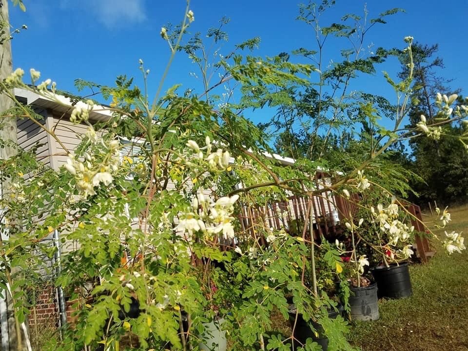 Moringa oleifera for planting, Philippine Fast Growing Malunggay Seeds -30