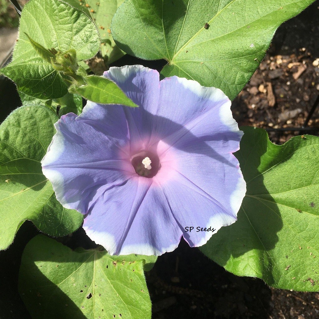 Kawaii Light Blue – Japanese Morning Glory – ipomoea NIL – 6 seeds – Creeper