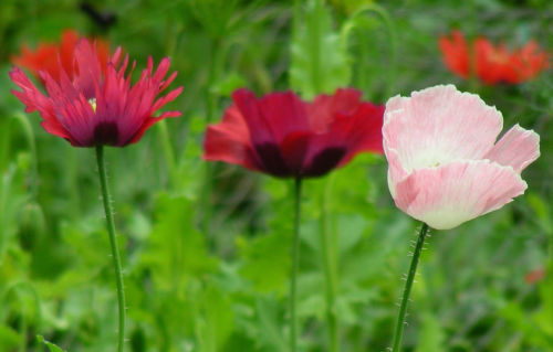 poppy, PEPPERBOX MIX flower, 85 seeds! GroCo made in USA US