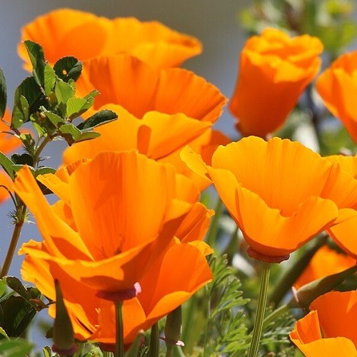 2,000 Stratified Orange California Poppy Flower Seeds Eschscholzia For Planting