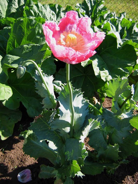1,500 Fresh Giganteum Poppy Seeds – P. Somniferum – Giant Seed Heads&Huge Blooms