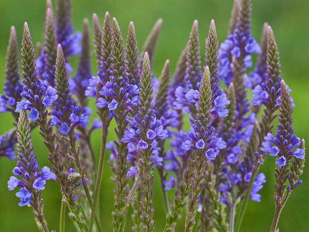 BLUE VERVAIN Flower Seeds Verbena Hastata (1000 to 10,000 SEEDS) Medicinal
