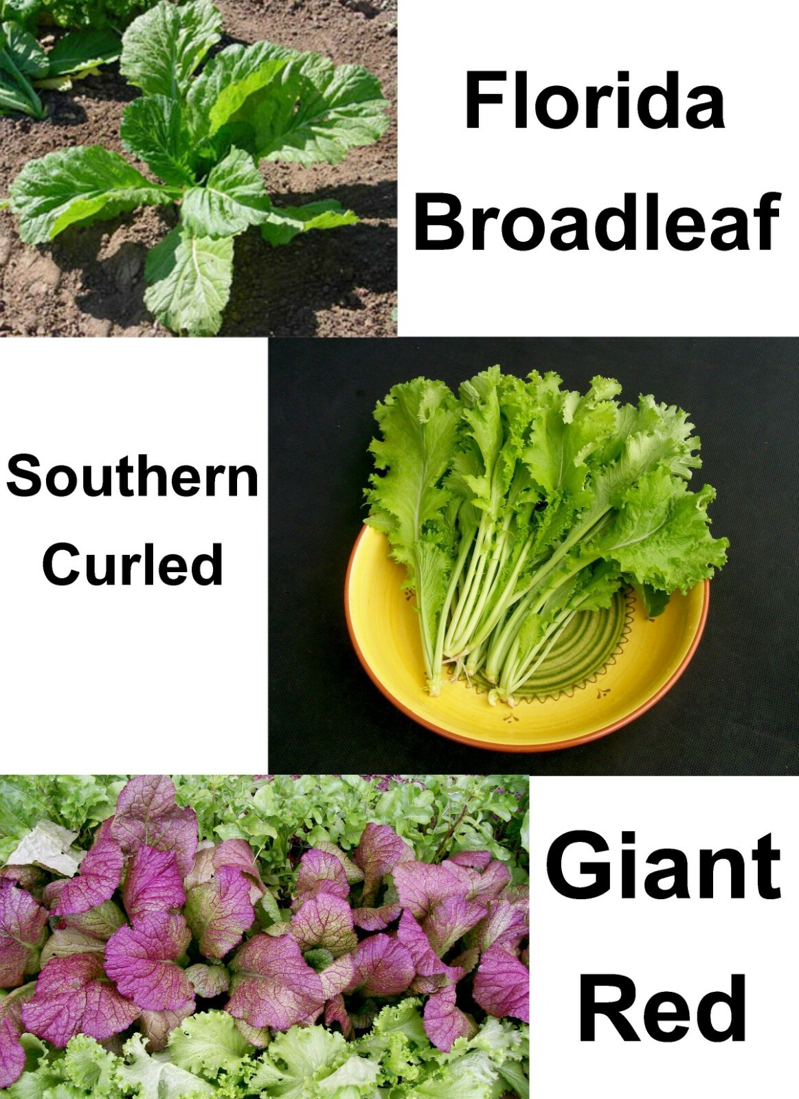 500 MUSTARD GOURMET BLEND EQUAL PARTS MIX FRESH HARVEST FOR 2024 GARDENS