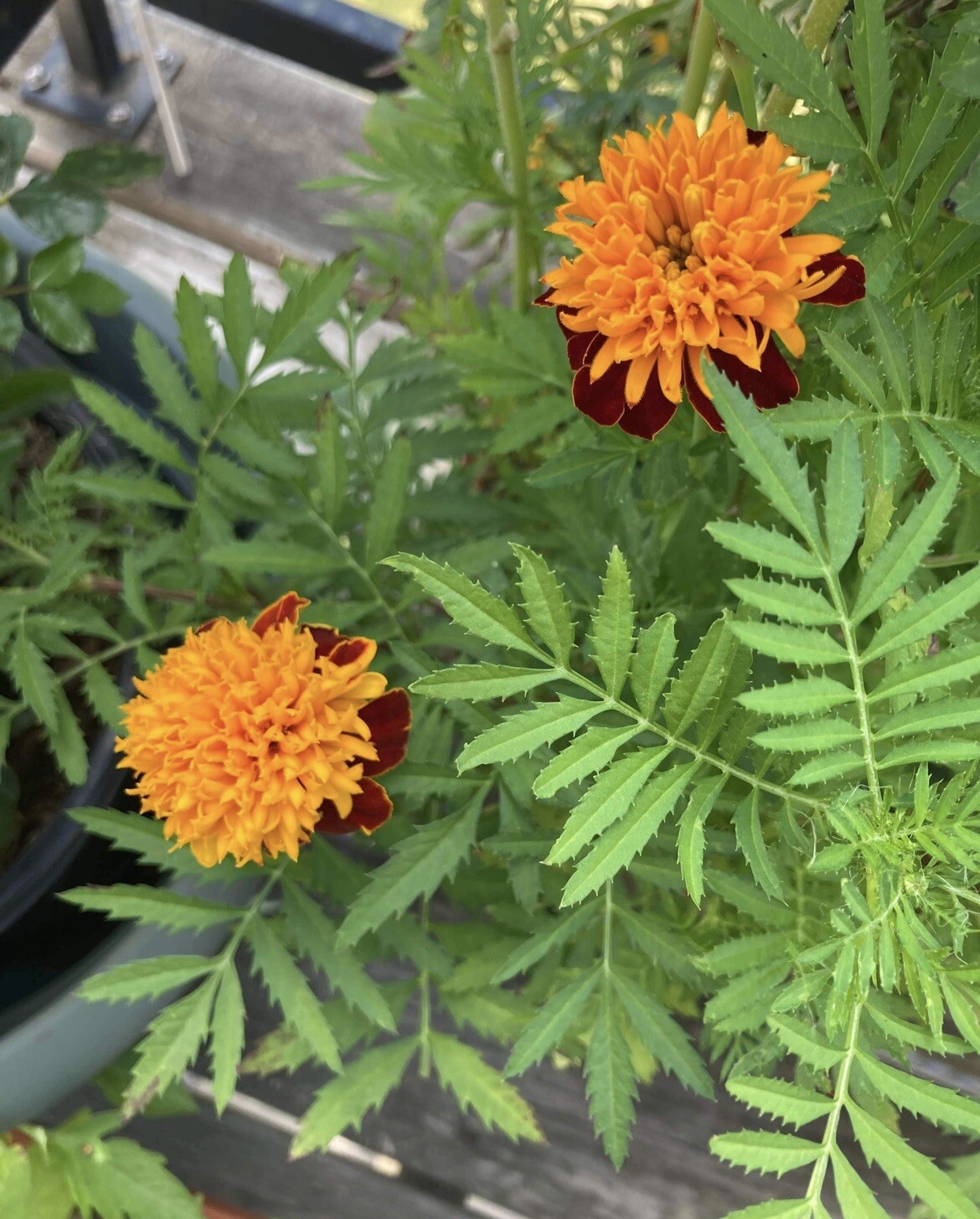 Marigold Seeds – 1 Cup – Fast-Growing & Easy to Care For! 🌼🌱