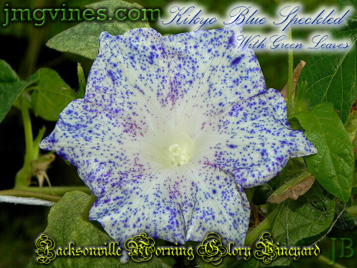 Kikyo Blue Speckled Green Leaves Japanese Morning Glory 6 Seeds
