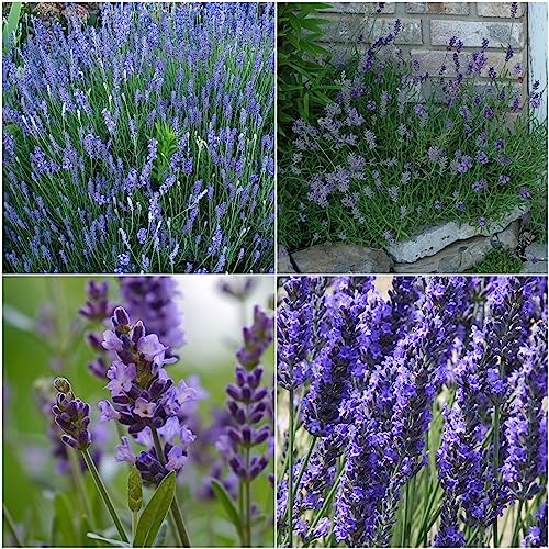 Lavender Seeds for Planting a Variety of Lavandula Plants – Non-GMO Heirloom