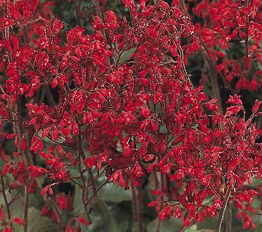 Heuchera sanguineum Sioux Falls 2,500 seeds