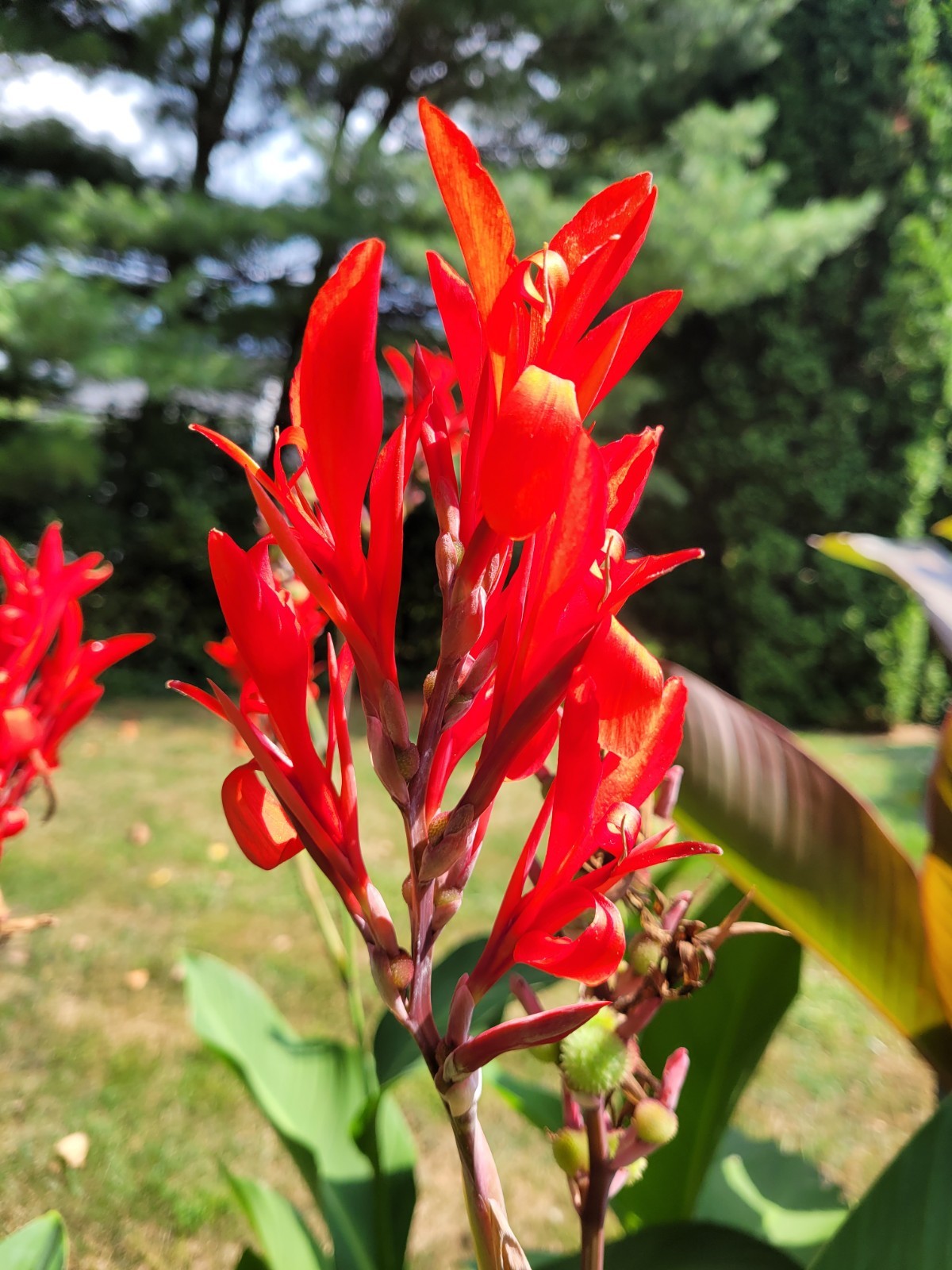 50 Canna Lily Seeds -Musifolio -Red Flwr -Bronze Leaf -6-10 ft tall Free Ship