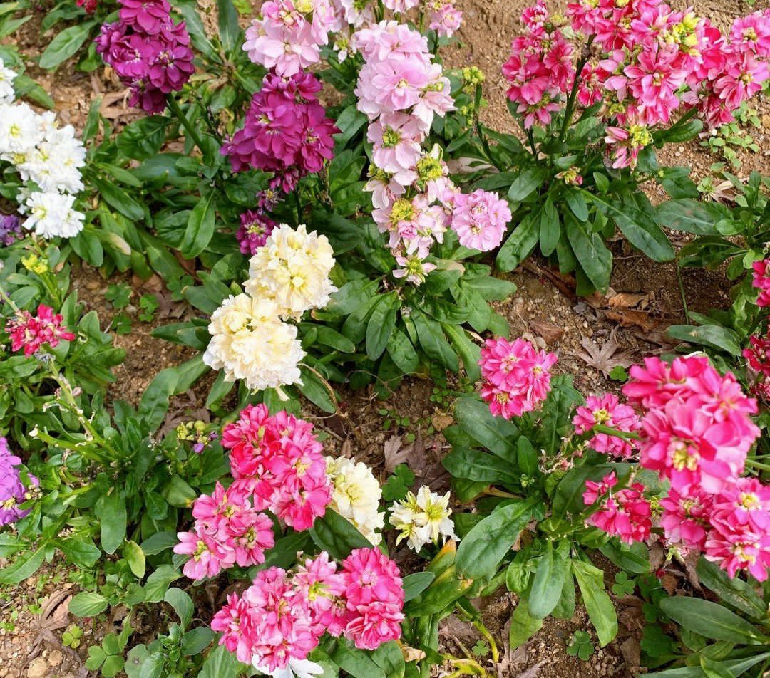 50 Evening Stock Matthiola Flower Seeds Mix