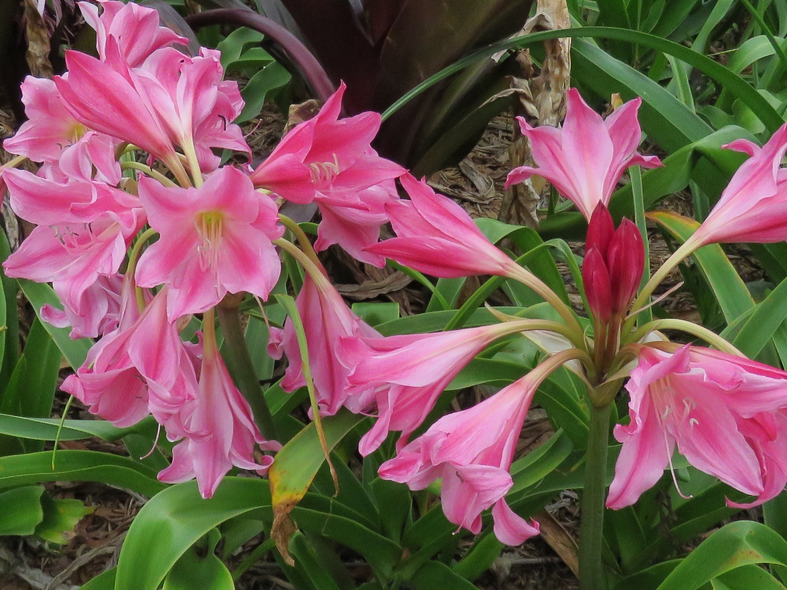 Crinum Lily, Carnival #02, jumbo, blooming-size bulb, NEW, stunning, RARE