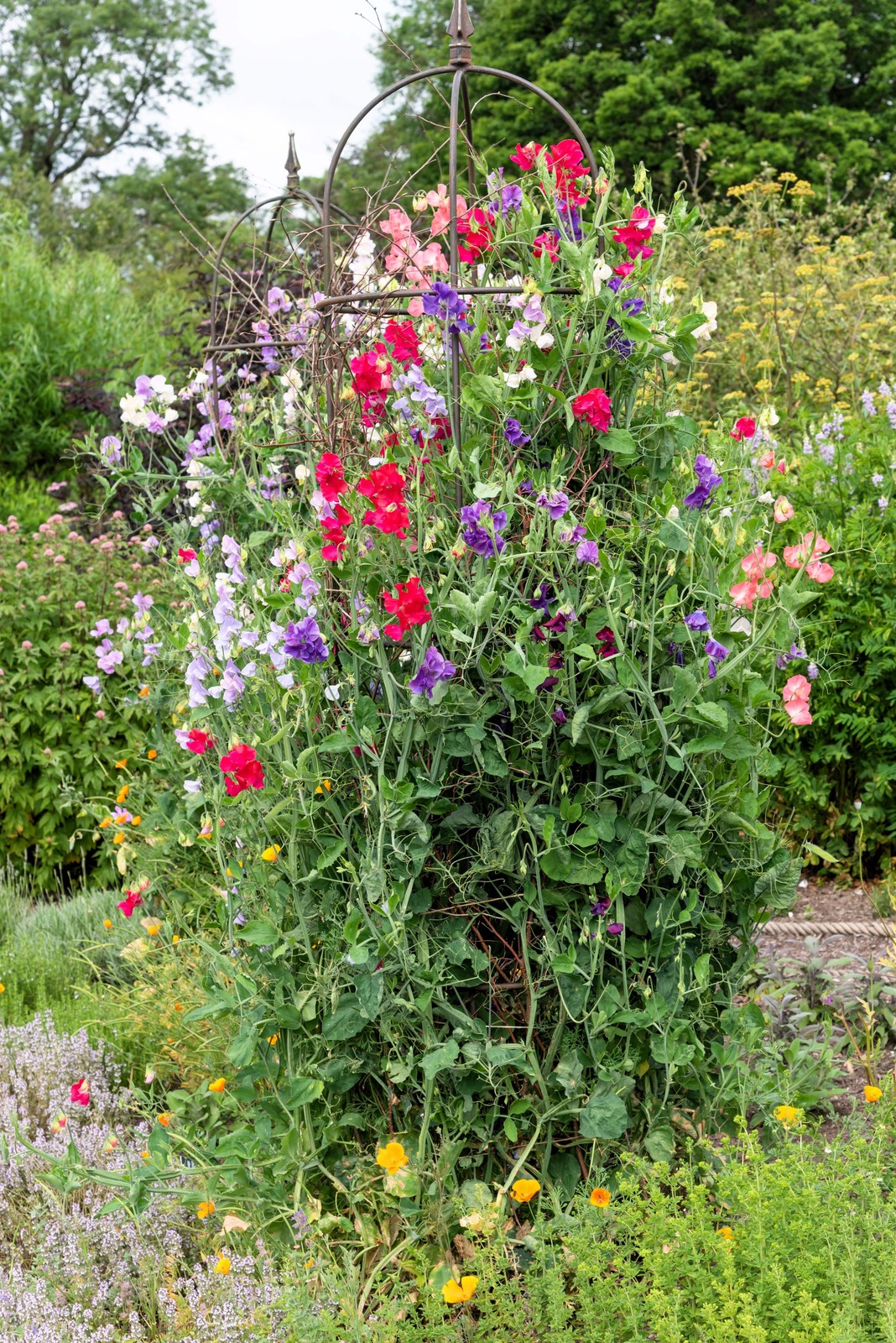 60 Mixed Colors SWEET PEA ROYAL Family Mix Lathyrus Odoratus Flower Vine Seeds