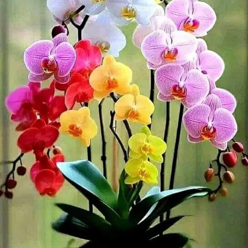 50 pcs Orchid perennial flower indoor plant Seeds