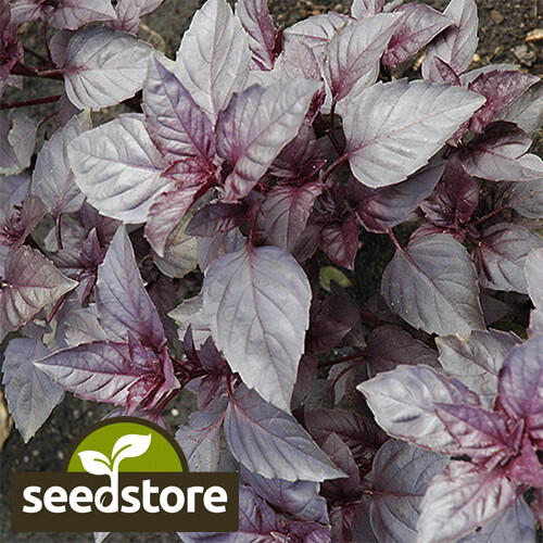 Dark Opal Basil Seeds | Heirloom – Non-GMO | Free Shipping | Seed Store | 1128
