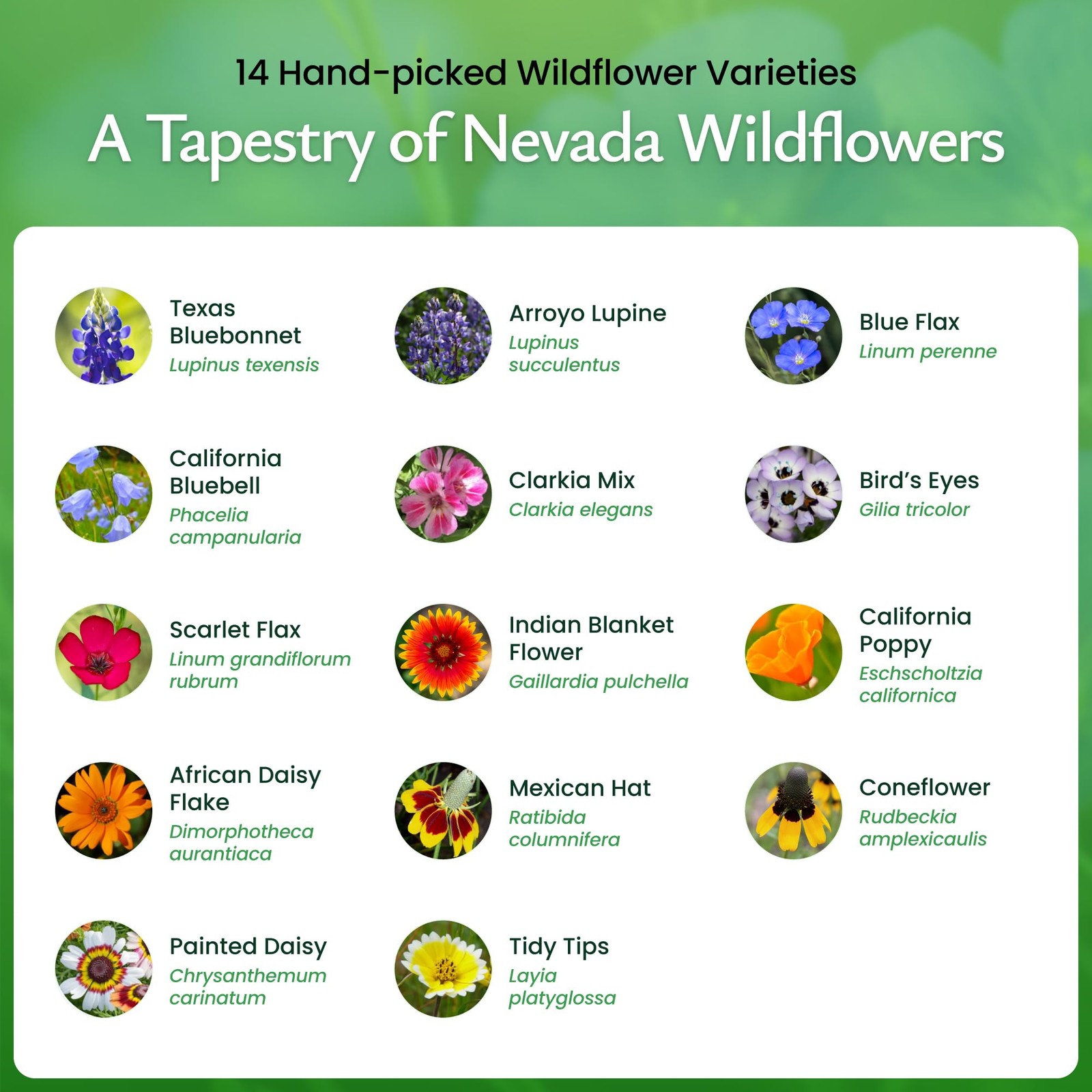 Created By Nature Nevada Wildflower Seed Mix, 14 Flower Varieties, 30,000 Seeds