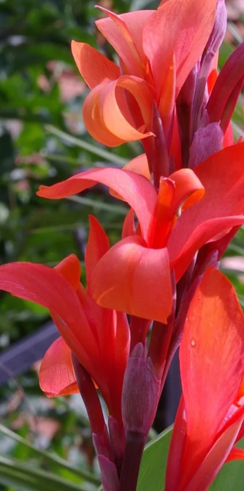 Lot Of 3 GIANT 12ft Tall MUSIFOLIA Canna Lily Rhizome Bronze/green Red Orange