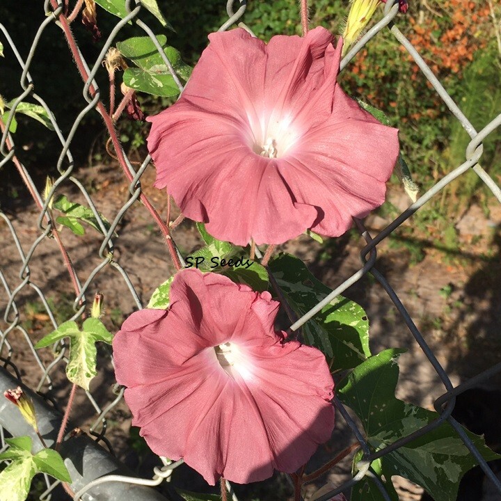 Box of Chocolates Japanese Morning Glory Sampler – ipomoea NIL – 6 seeds