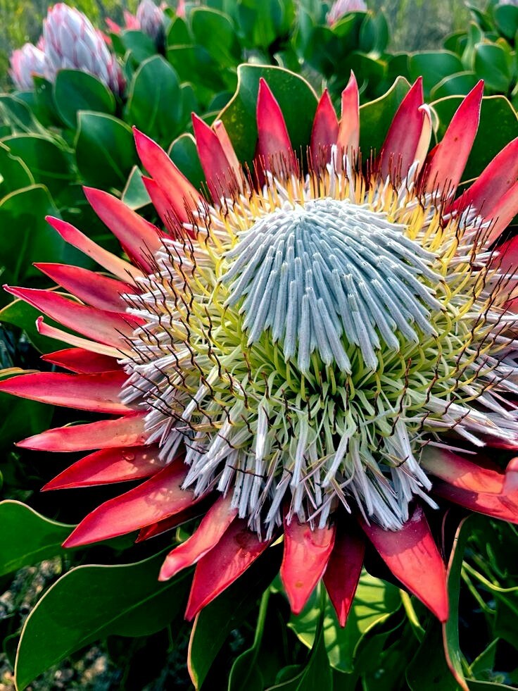 10 KING PROTEA CYNAROIDES SEEDS *GIANT 12″ FLOWERS* Rare Exotic Garden Plant