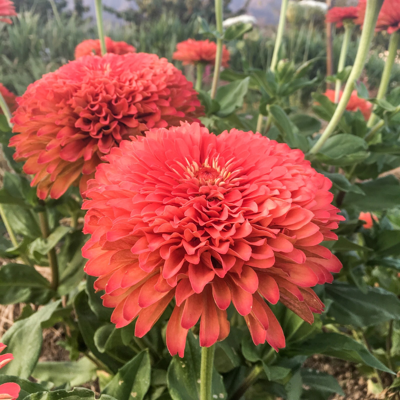 Benary’s Giant Coral Zinnia Seeds Bulk or Packet Size, Organic, High Germination