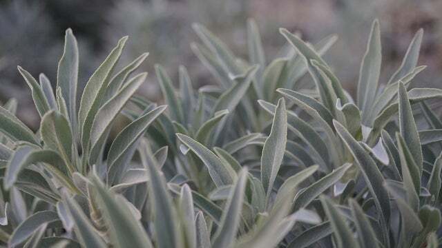 White Sage Seeds to Grow – 100 Seeds – Indoor Outdoor Herb Sage