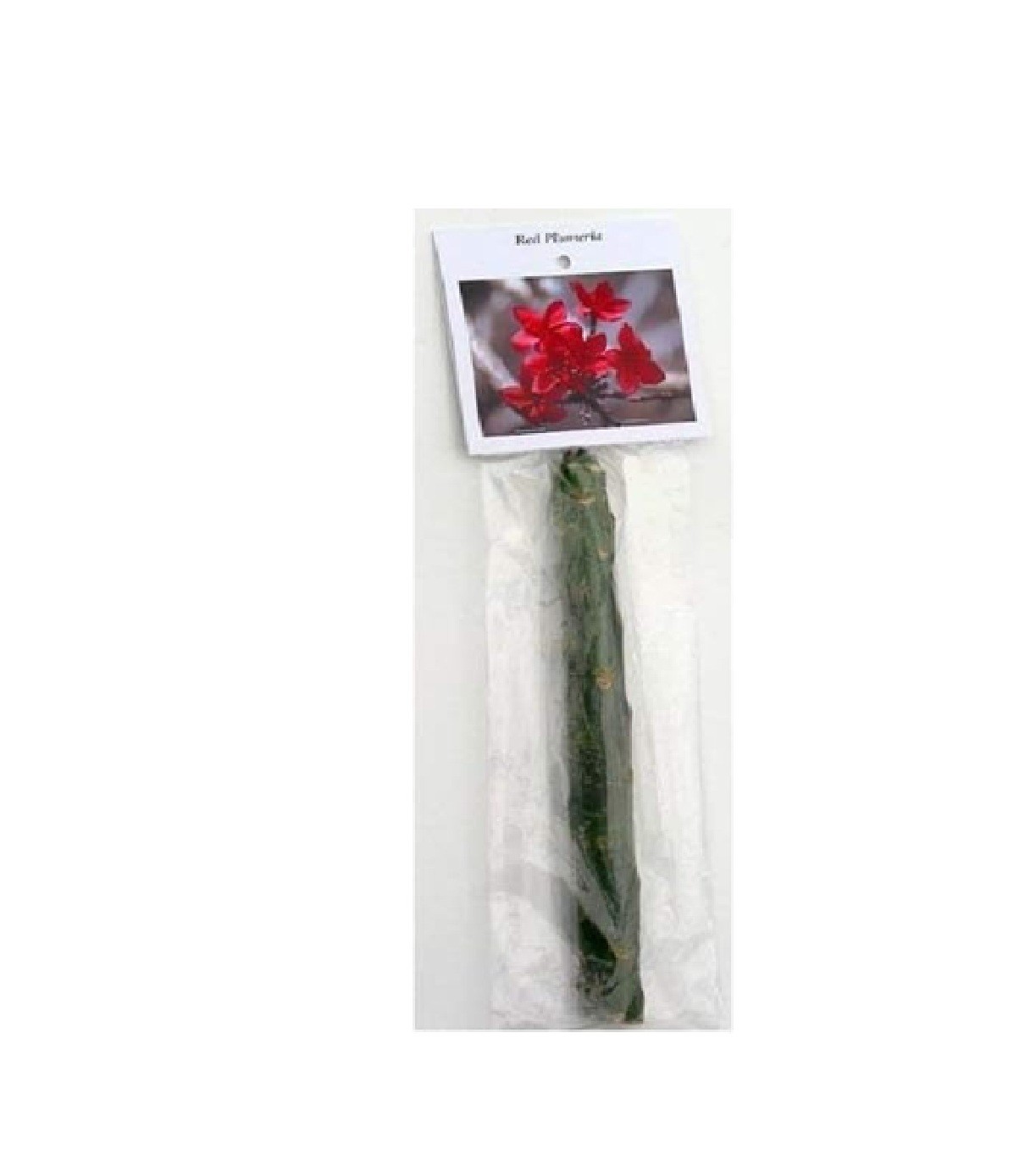 2 HAWAIIAN RED PLUMERIA FRANGIPANI PLANT CUTTINGS – FRAGRANT EASY TO GROW