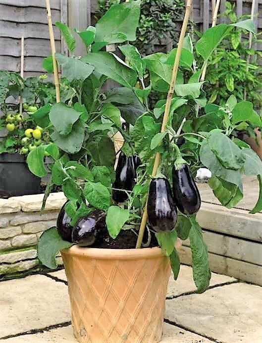 Black Beauty Eggplant – 100+ Seeds. Heirloom~Non-Gmo~Organic #1 Seller.