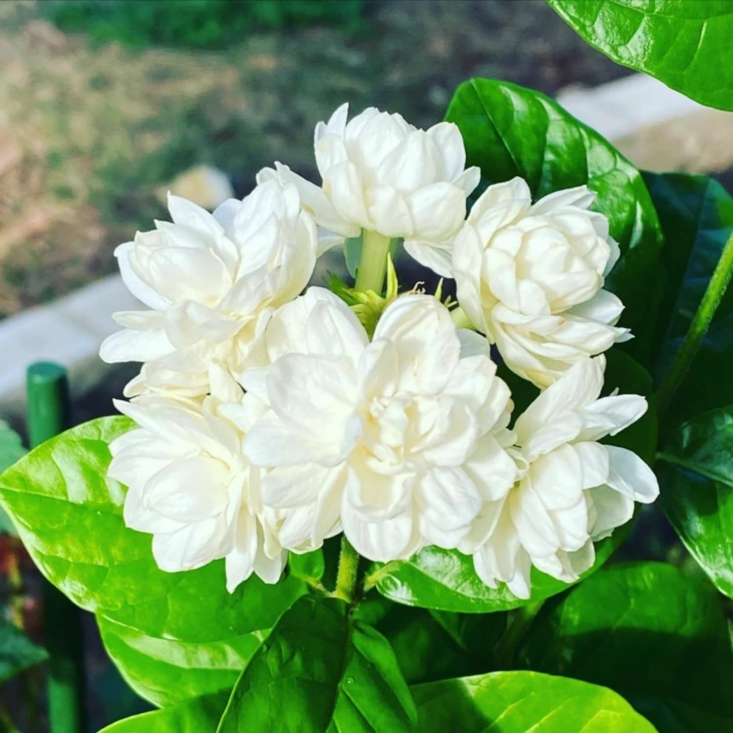 Climbing Jasmine Flower Seeds 200+ Non-GMO Fragrant for Garden Home Balcony