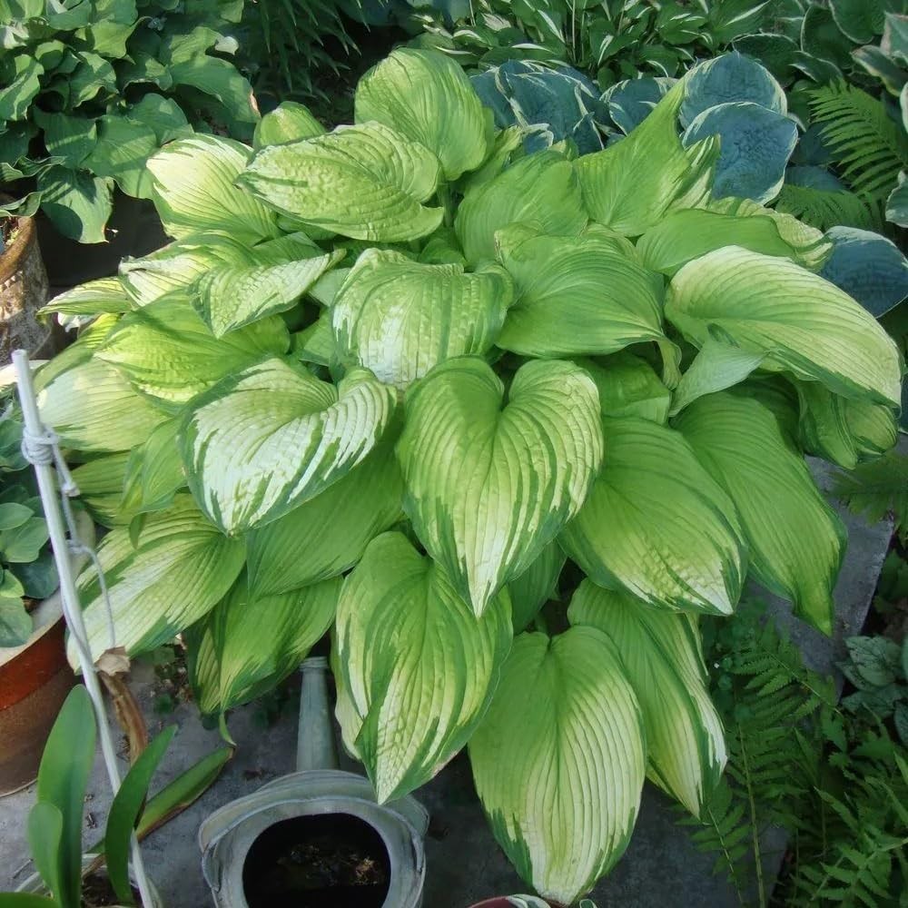290+ Hosta Seeds – Rare Perennial, Non-GMO, Long-Blooming Garden Flowers