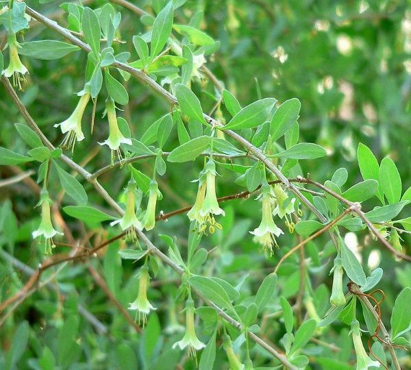 Lycium pallidum | Pale Desert-Thorn or Wolfberry | 10 Seeds