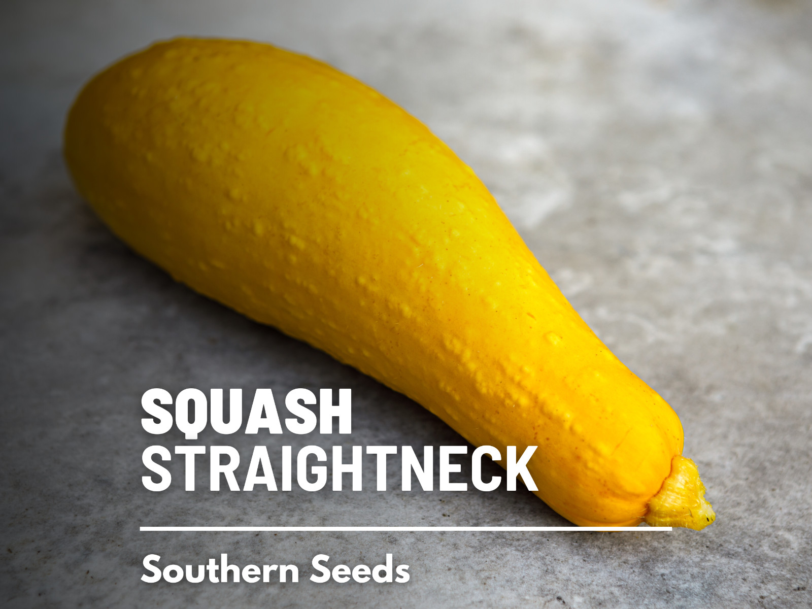 Squash, Early Prolific Straightneck – 50 Seeds – Heirloom Vegetable – Open Polli