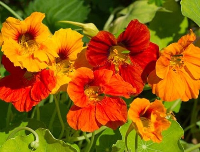 Jewel Mix Nasturtium Flower Seeds for Planting – Plant & Grow Heirloom Non 1