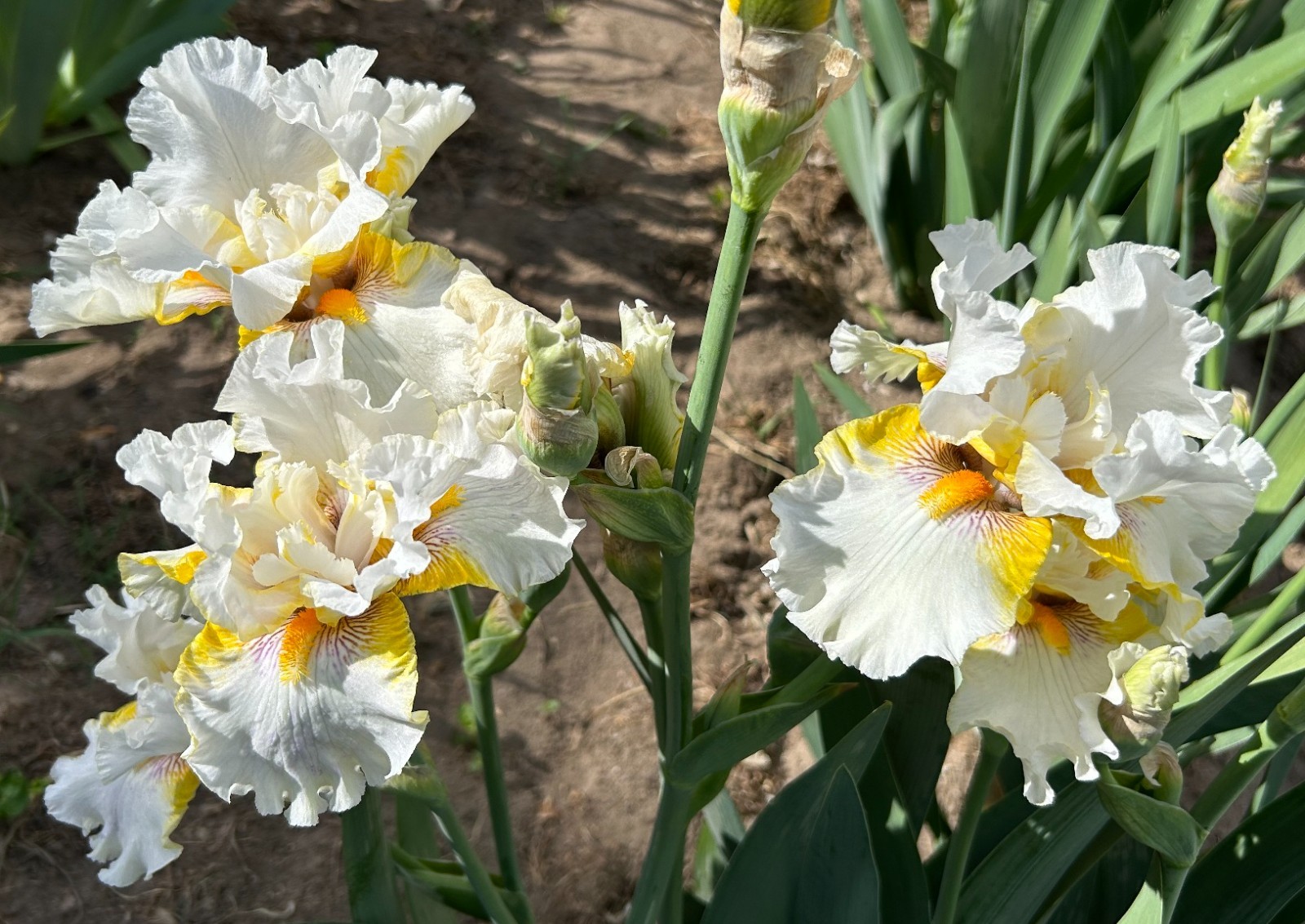 ‘Goldkist’ iris rhizome + gift, combined shipping $1 each additional